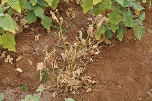uploads/images/disease/wilt plant.jpg